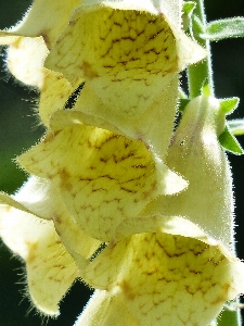 Plant photography flower petal Photo