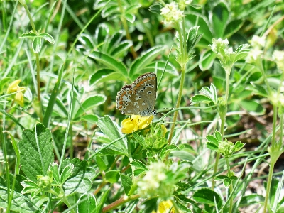 Grass wing plant white Photo