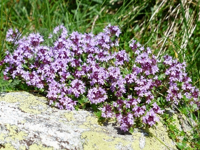 Foto Florescer plantar flor roxo