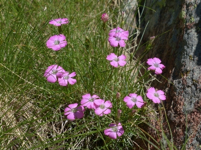 Grass blossom plant meadow Photo