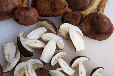 Gathering plant wood food Photo