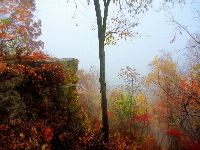 Tree nature forest outdoor Photo