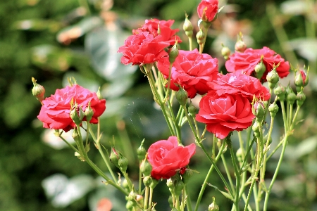 Plant flower petal bush Photo