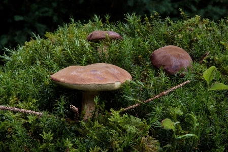 Forest gathering moss green Photo