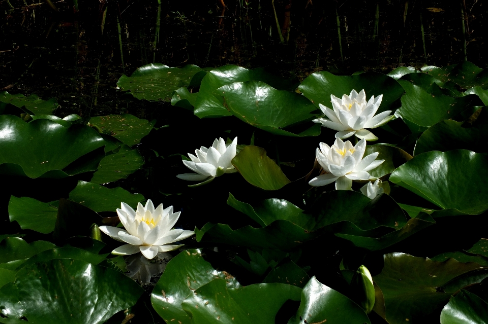 Natur blüte anlage sonnenlicht