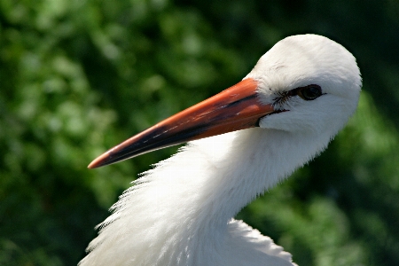 鳥 羽 野生動物 肖像画 写真