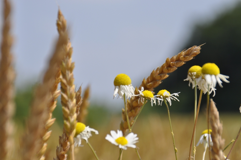 Nature grass branch blossom