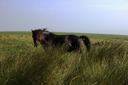 Grass field meadow prairie Photo