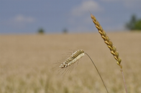 Nature grass plant field Photo