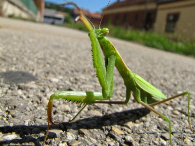 Street animal green praying mantis Photo