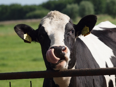 Foto Peternakan sapi padang rumput
 mamalia