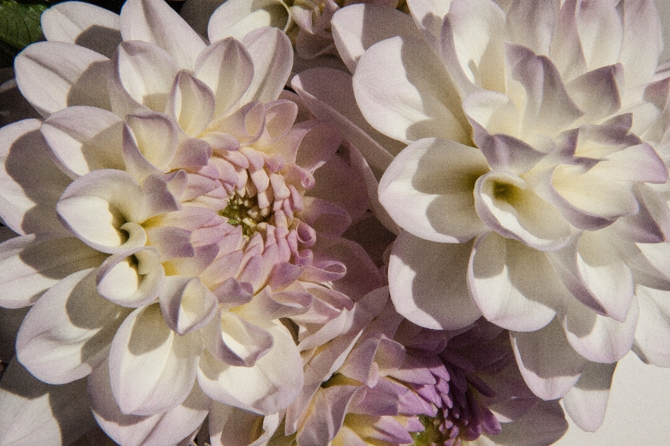 Blossom plant white flower