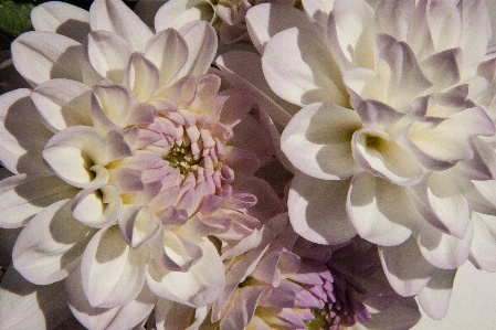 Blossom plant white flower Photo