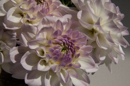 Blossom plant white flower Photo