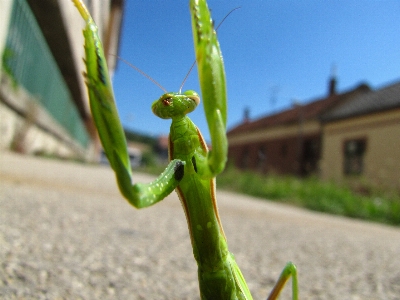 Foto Albero natura erba ramo