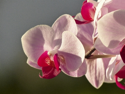 Foto Naturaleza florecer planta fotografía