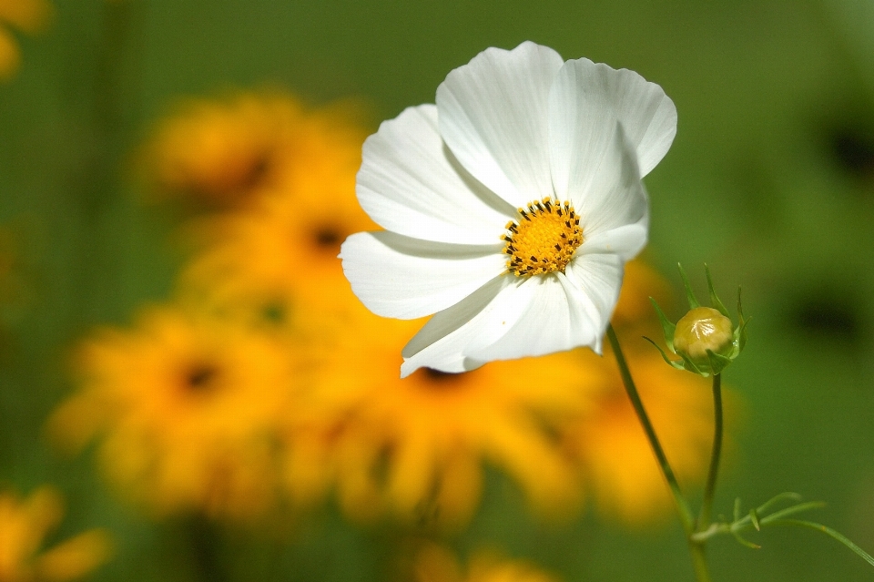 Natureza florescer plantar campo