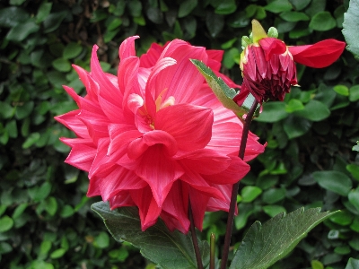 Outdoor blossom growth plant Photo