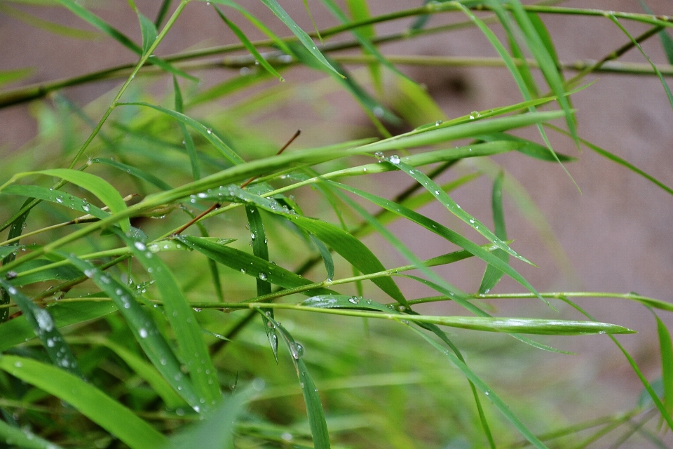 Erba pianta prato foglia