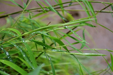 Grass plant lawn leaf Photo