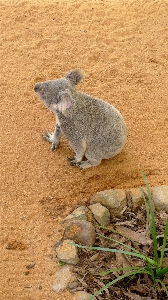 Foto Alam gurun
 mouse beruang