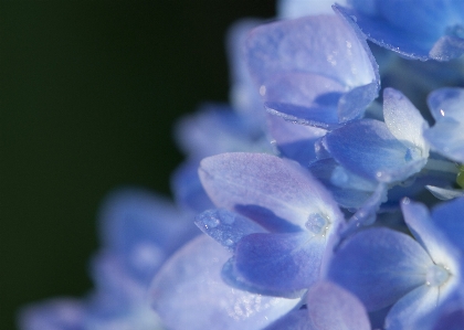 Outdoor blossom growth plant Photo