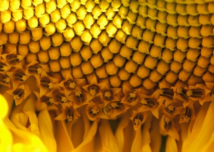 Plant sunlight leaf flower Photo