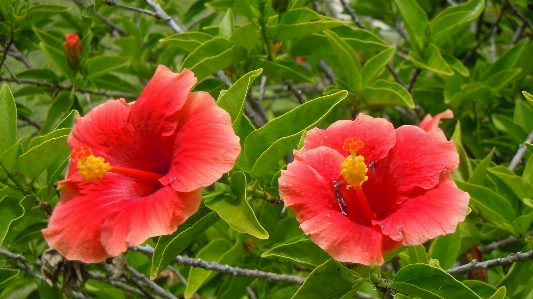 Blossom plant stem leaf Photo