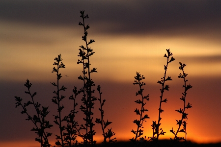 Landscape nature horizon branch Photo