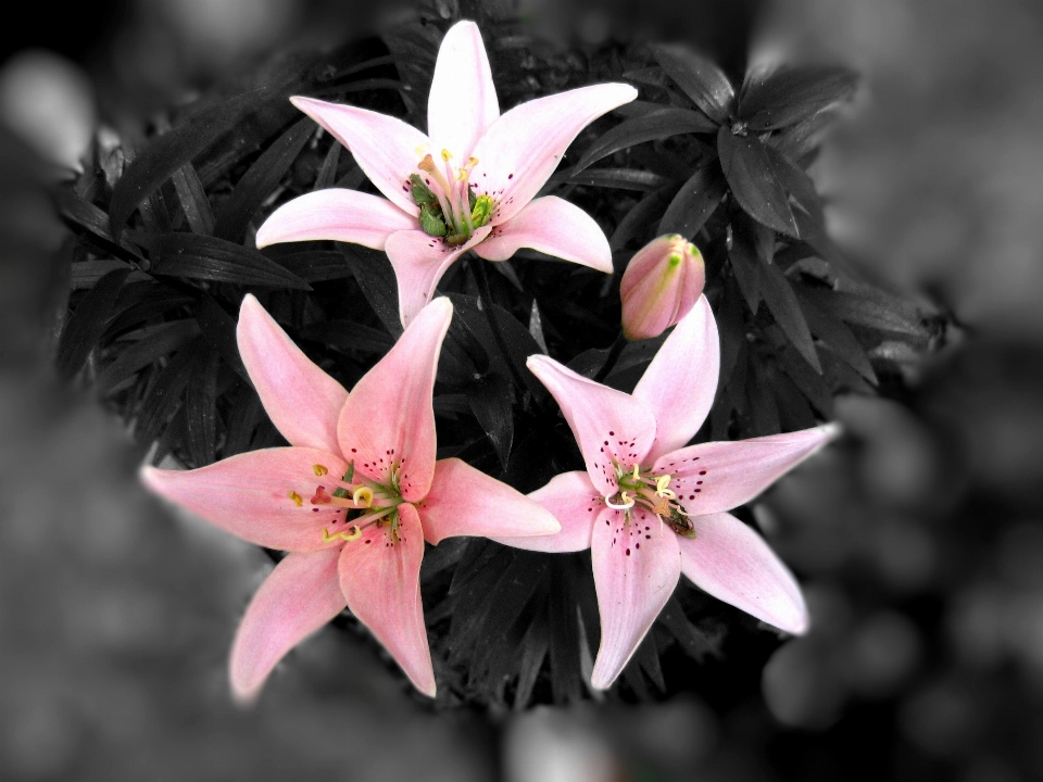 Blossom plant photography flower