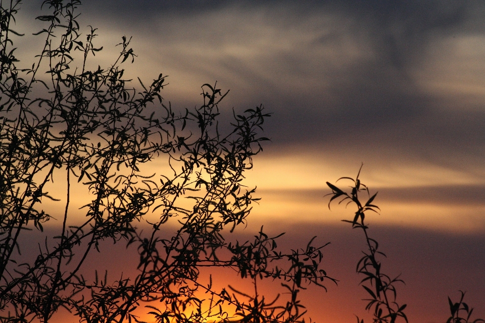 Landscape tree nature branch