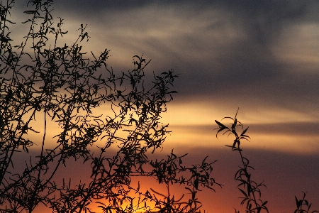 Landscape tree nature branch Photo