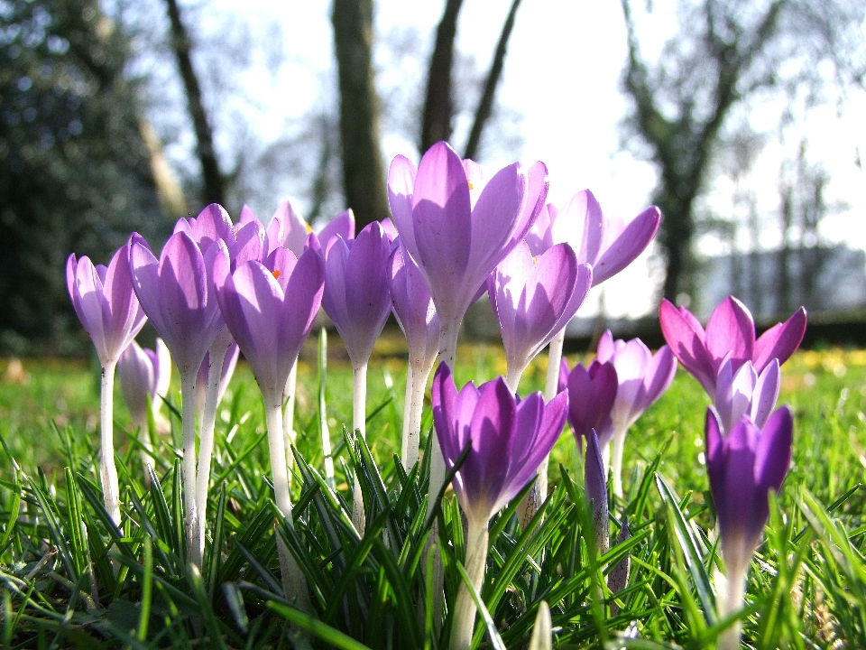 Fiore pianta petalo primavera