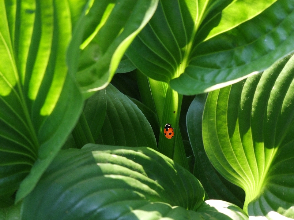 Leggero pianta foglia fiore