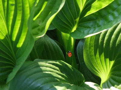 Light plant leaf flower Photo