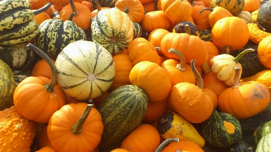 Foto Plantar laranja comida colheita