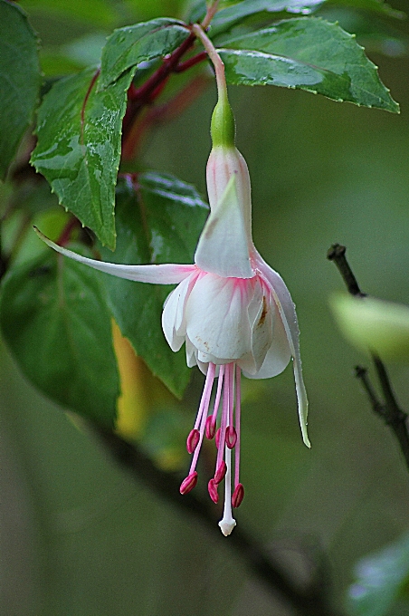 Blossom plant stem leaf