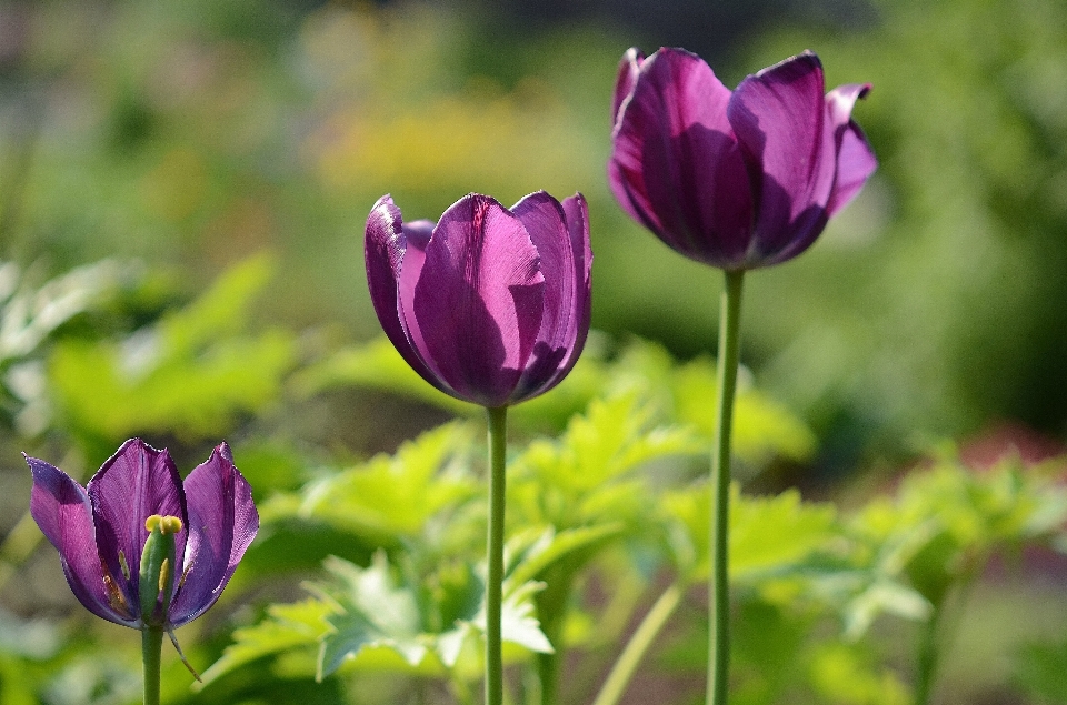 Natur blüte anlage feld