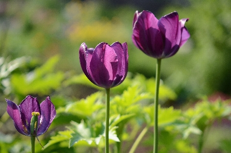 Nature blossom plant field Photo