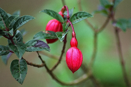 Branch blossom plant fruit Photo