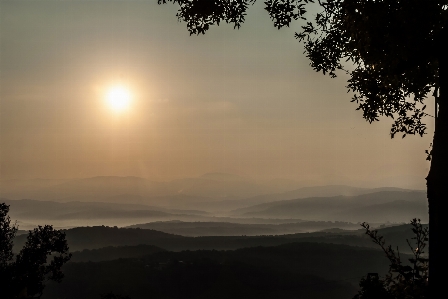 Tree nature forest horizon Photo