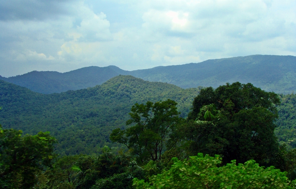 Landscape tree nature forest