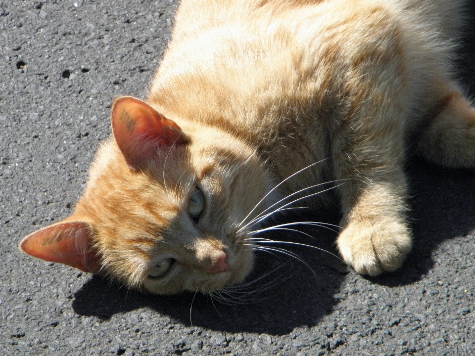 Gatinho gato mamífero nariz