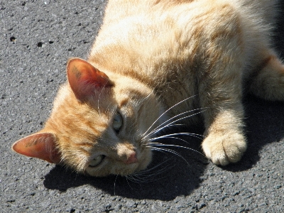 Kitten cat mammal nose Photo