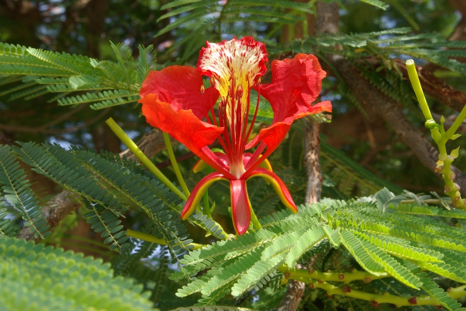 Tree blossom plant leaf