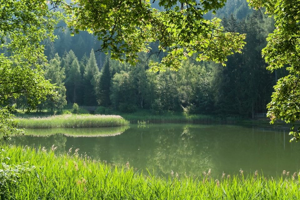 Arbre eau nature forêt