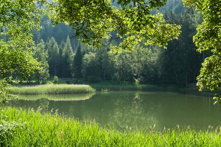 木 水 自然 森 写真