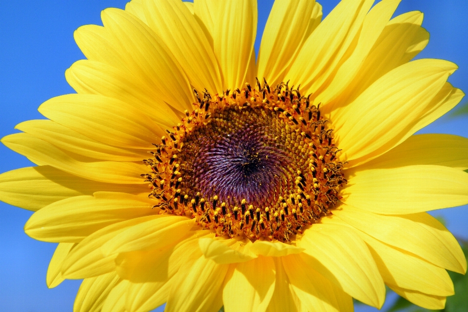 Blossom plant sun flower