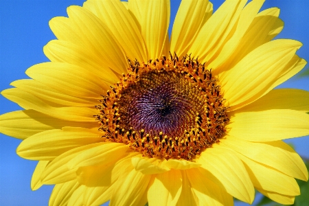 Blossom plant sun flower Photo