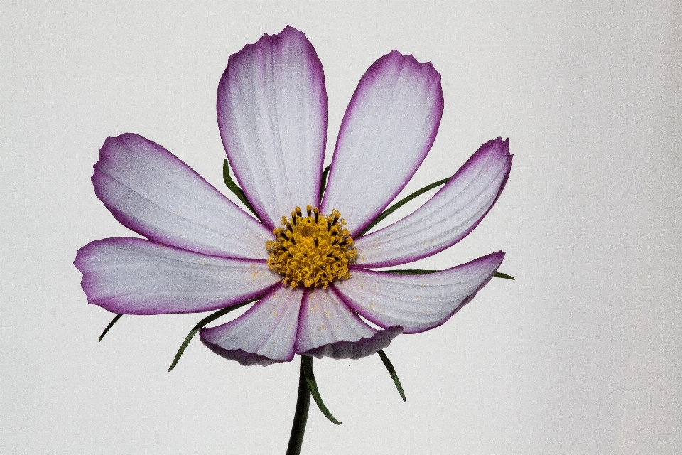 Blossom plant white cosmos